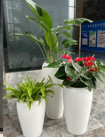 江北室内植物租赁店-北仑花卉租赁经验-北仑绿化养护工作人员-慈溪办公室花木租赁